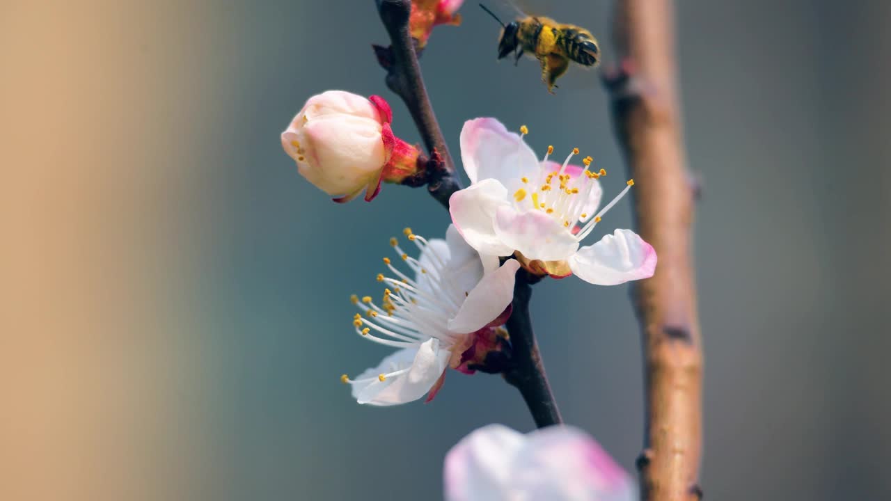 春天，蜜蜂在一朵粉红色的花上采集花蜜视频素材