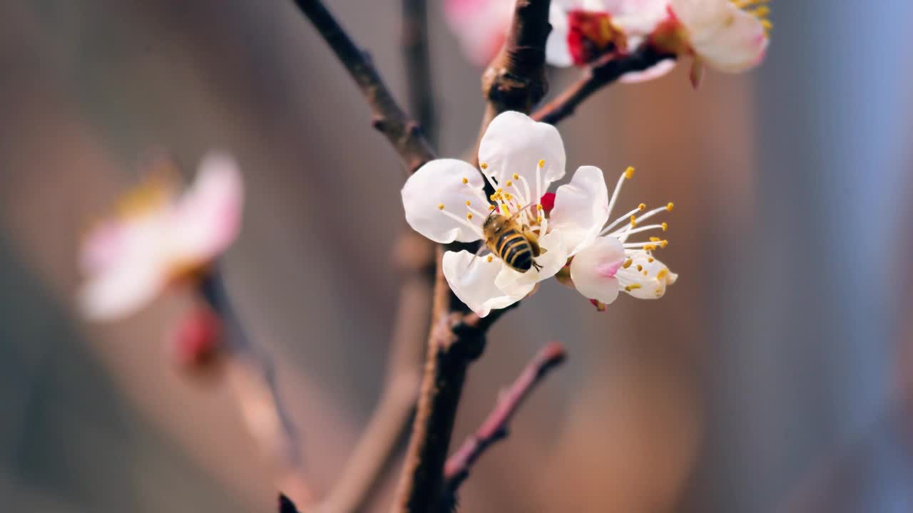 春天，蜜蜂在一朵粉红色的花上采集花蜜视频素材