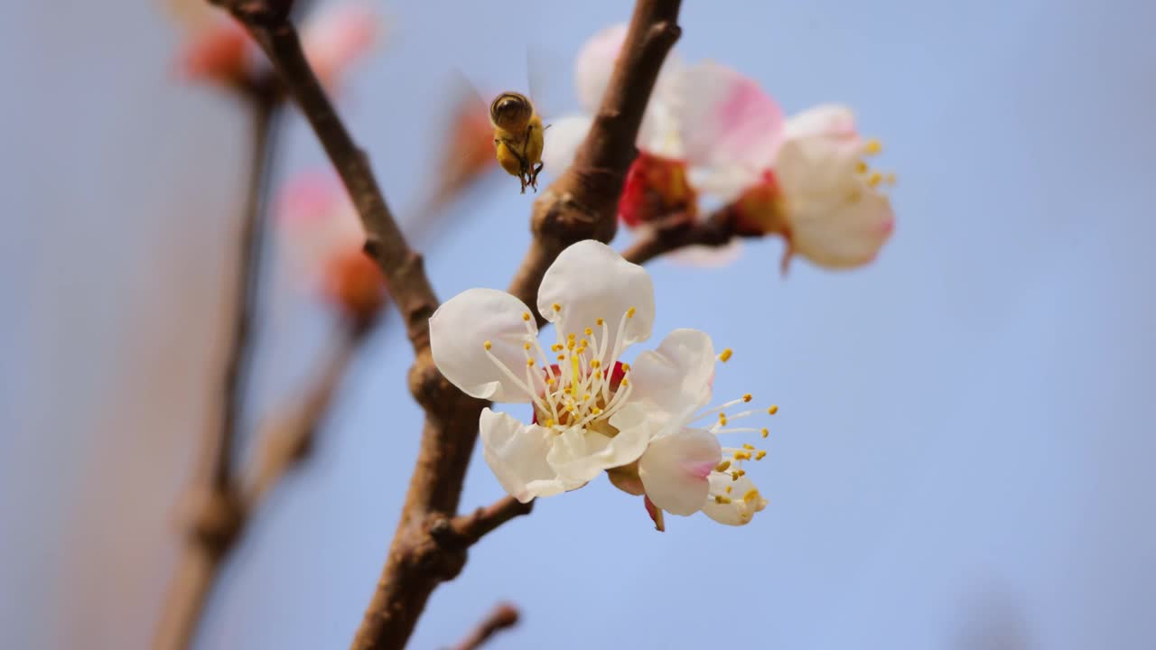 春天，蜜蜂在一朵粉红色的花上采集花蜜视频素材