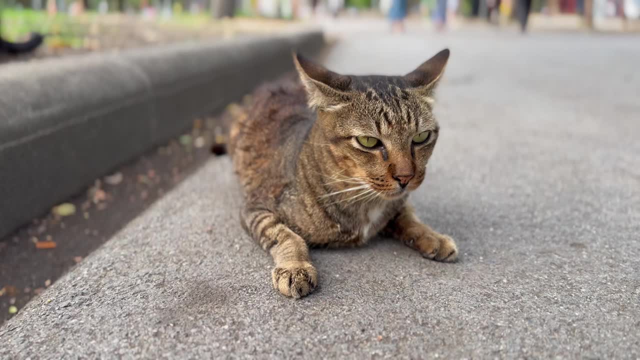 棕色虎斑猫坐在公园里环顾四周。视频素材