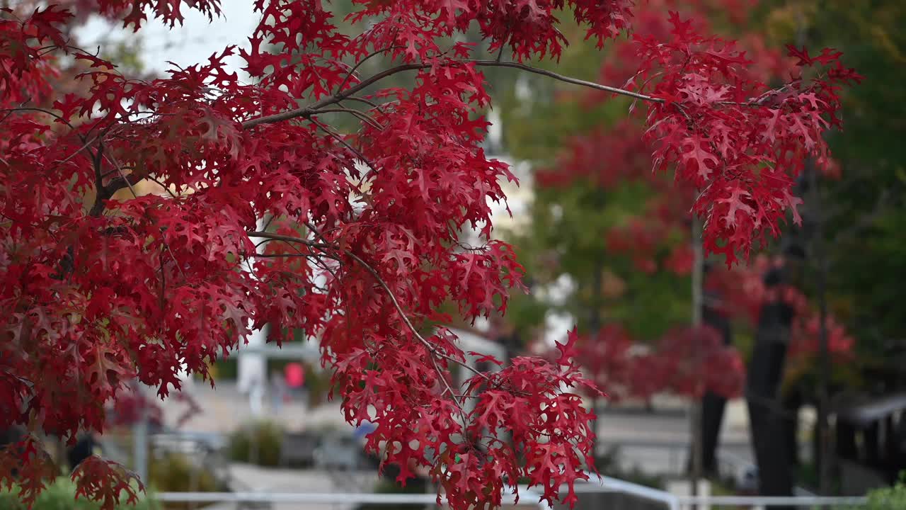 美丽的北方红橡树枝叶。秋天的自然背景。视频素材