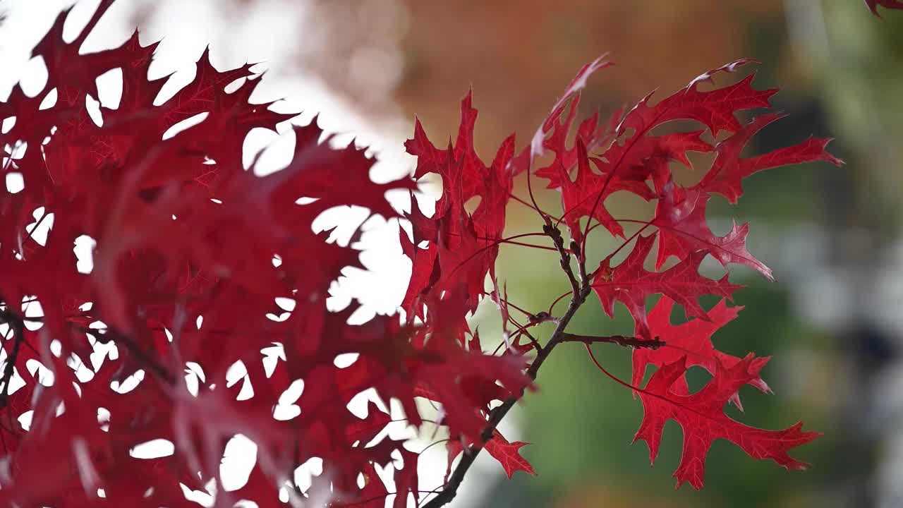 美丽的北方红橡树枝叶。秋天的自然背景。视频素材