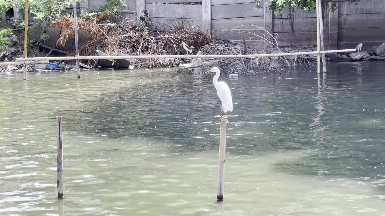 白鹭栖息在一根竹子上视频素材