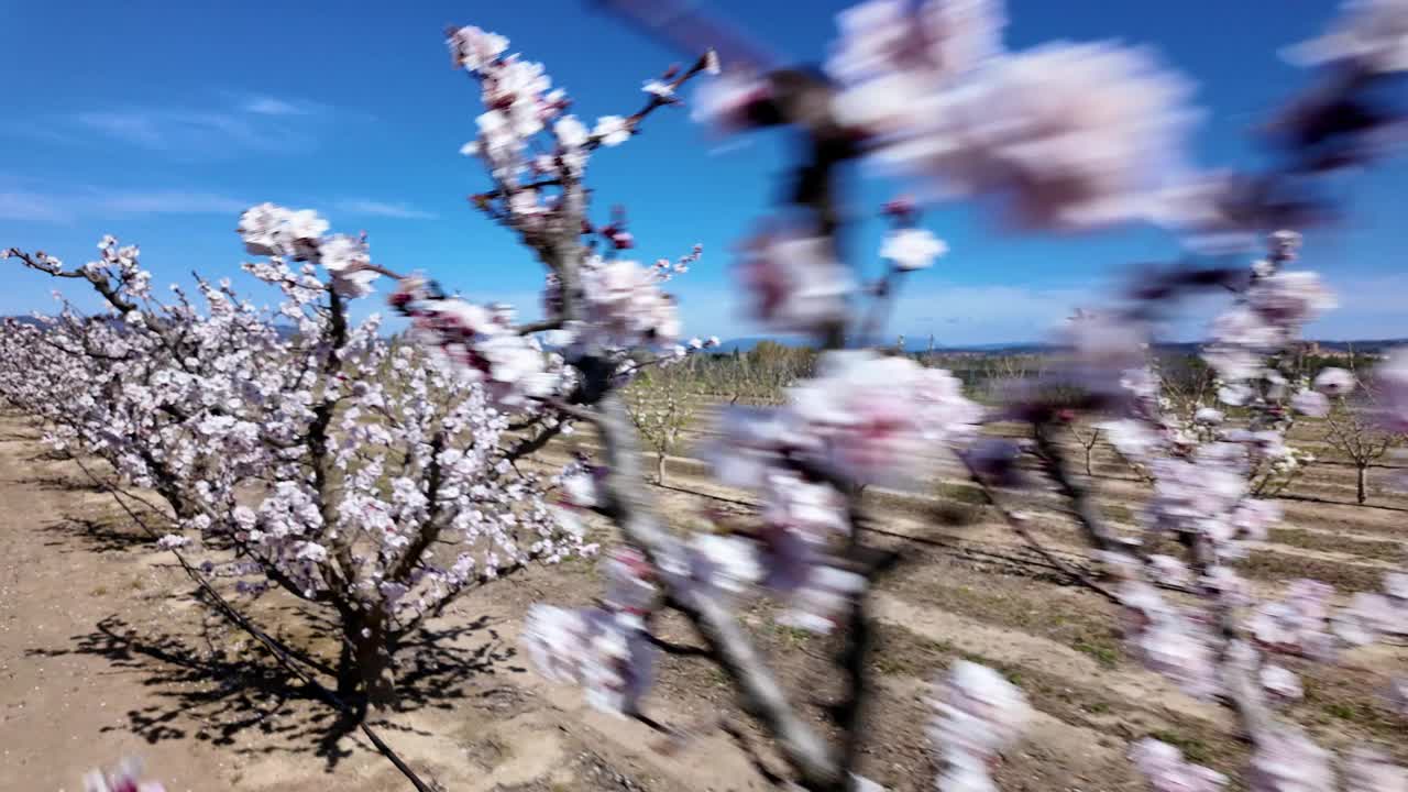 繁花似锦:春天的杏园视频素材