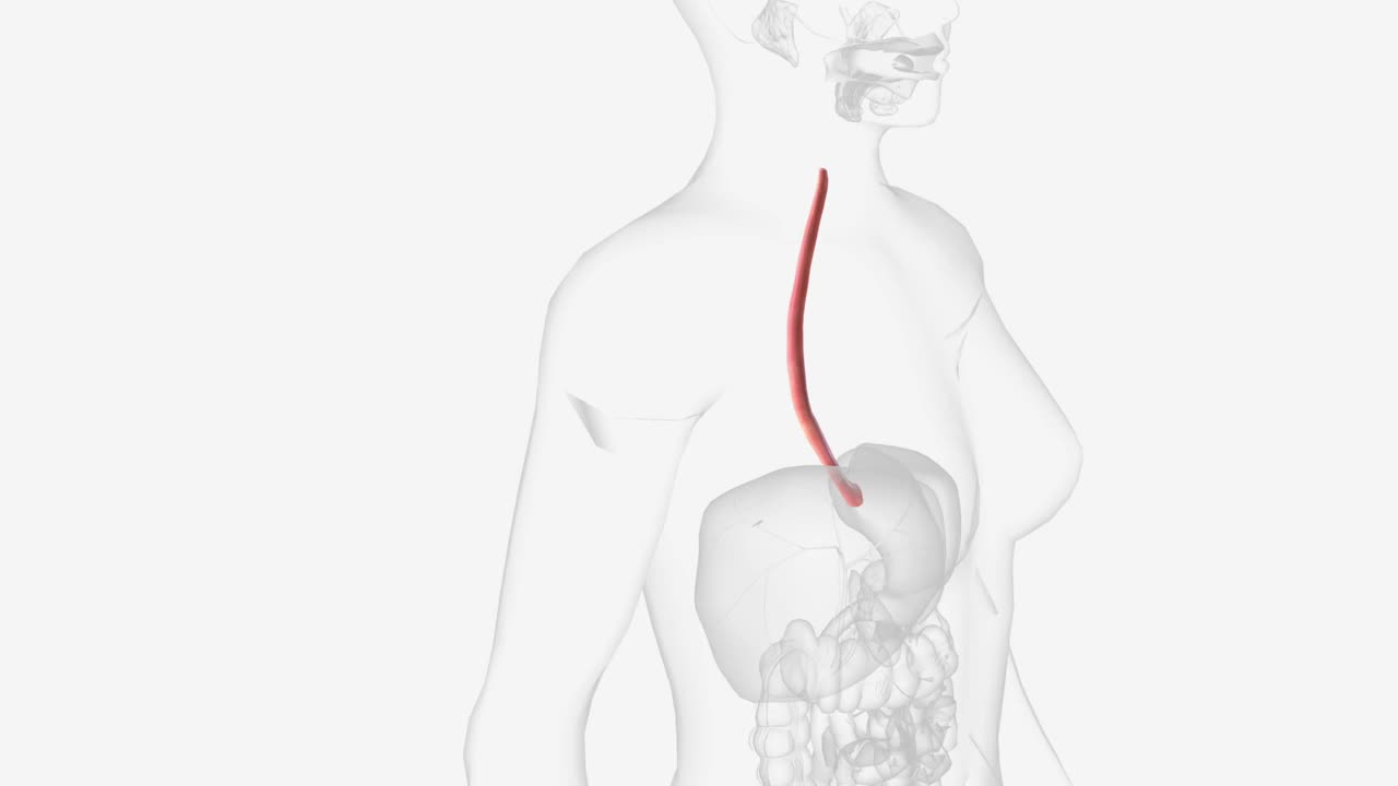 食道是一个中空的肌肉管，将食物和液体从喉咙输送到胃里视频素材