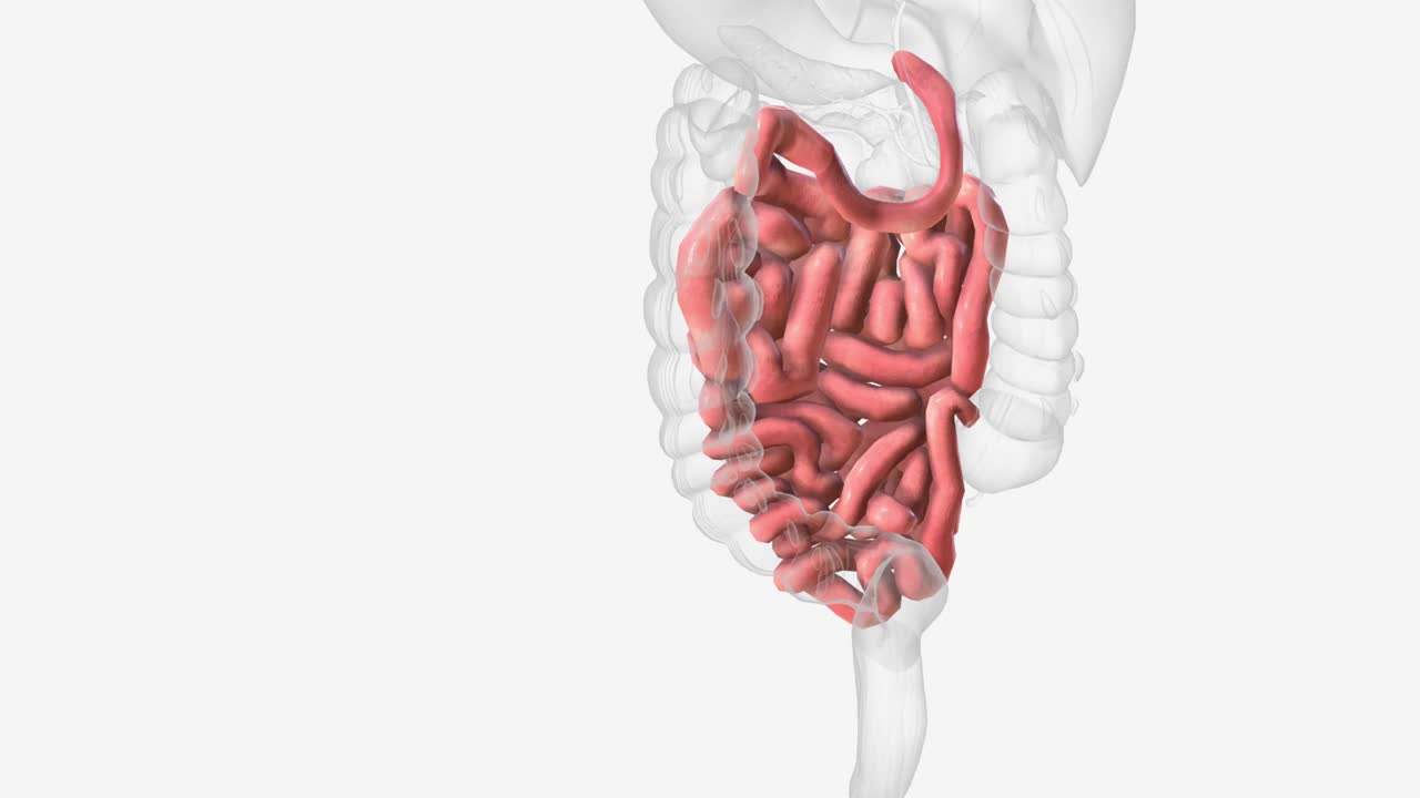 小肠是胃肠道中的一个器官，大部分的吸收都在这里进行视频素材