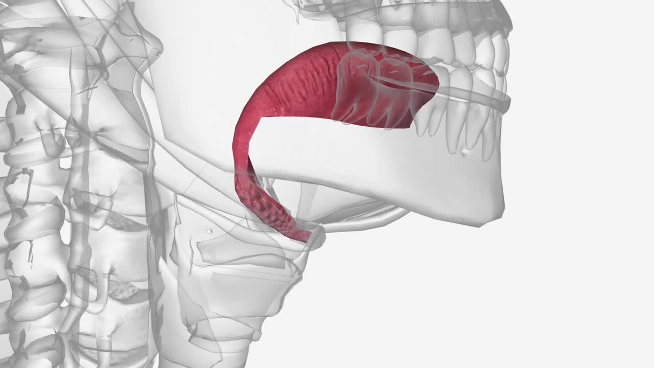 舌头是典型四足动物口中的肌肉器官视频素材