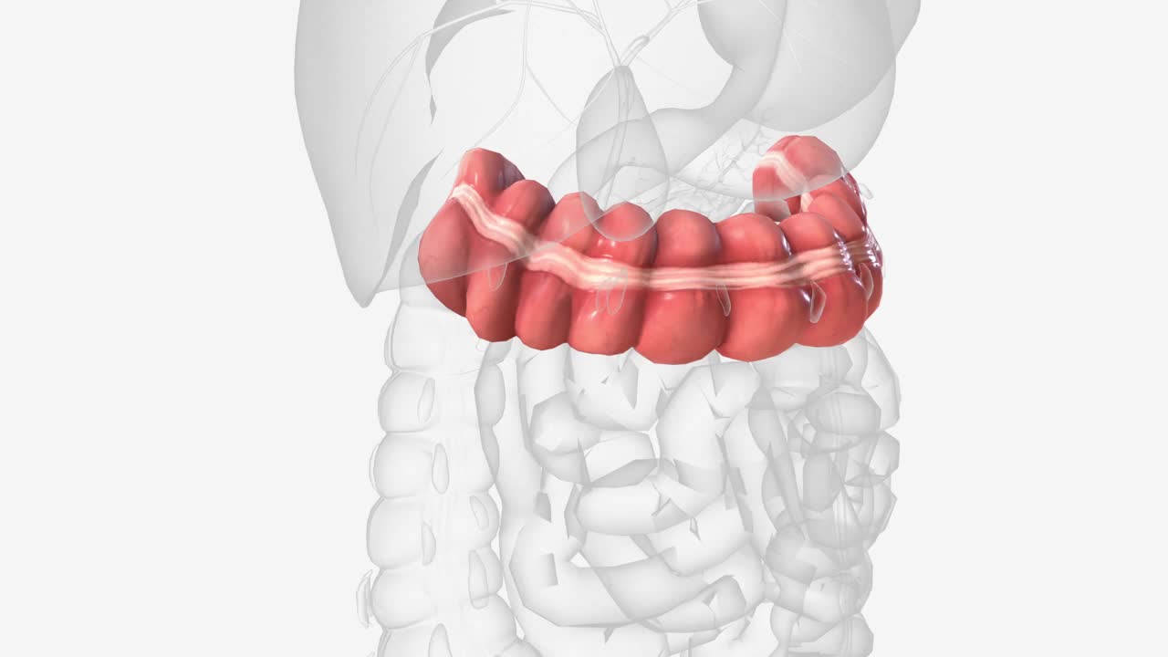 横结肠是大肠较长的上部视频素材