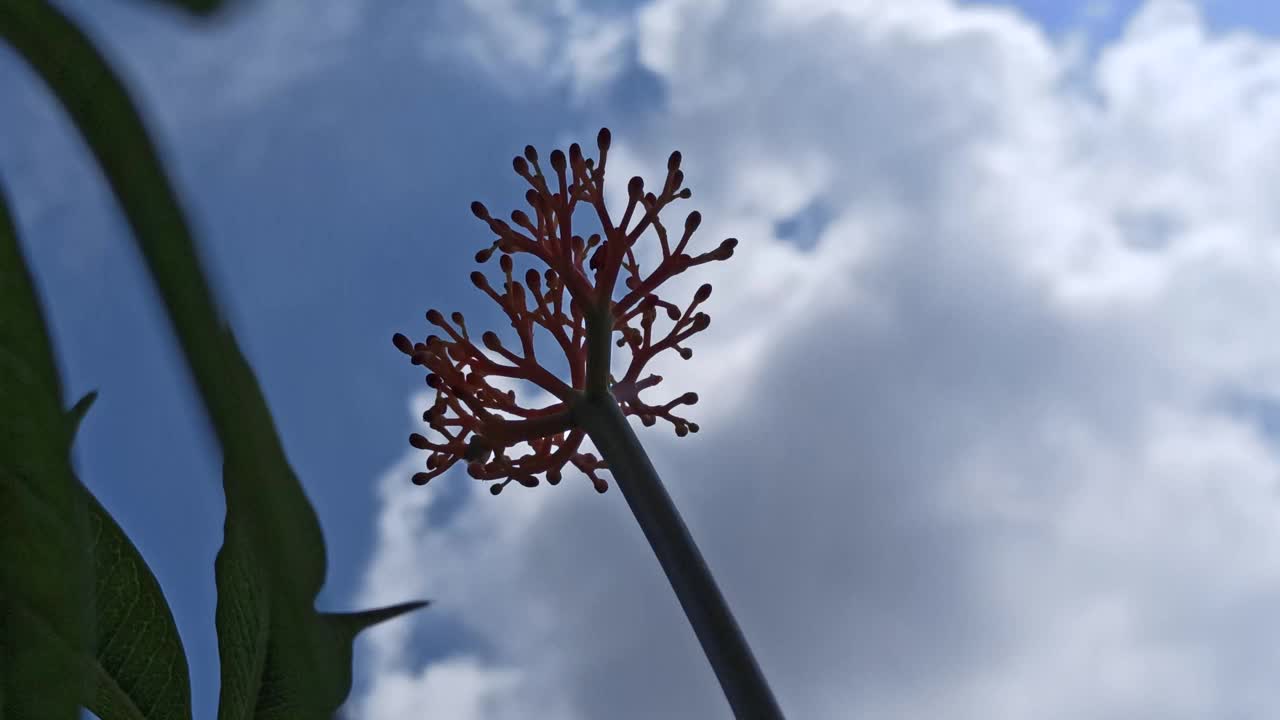 碘植物的红色花朵视频素材