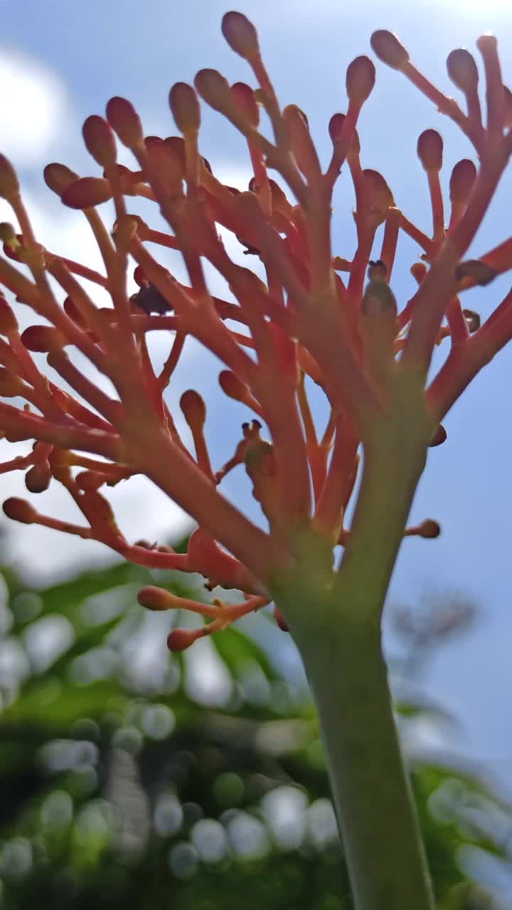 碘植物的红色花朵视频素材