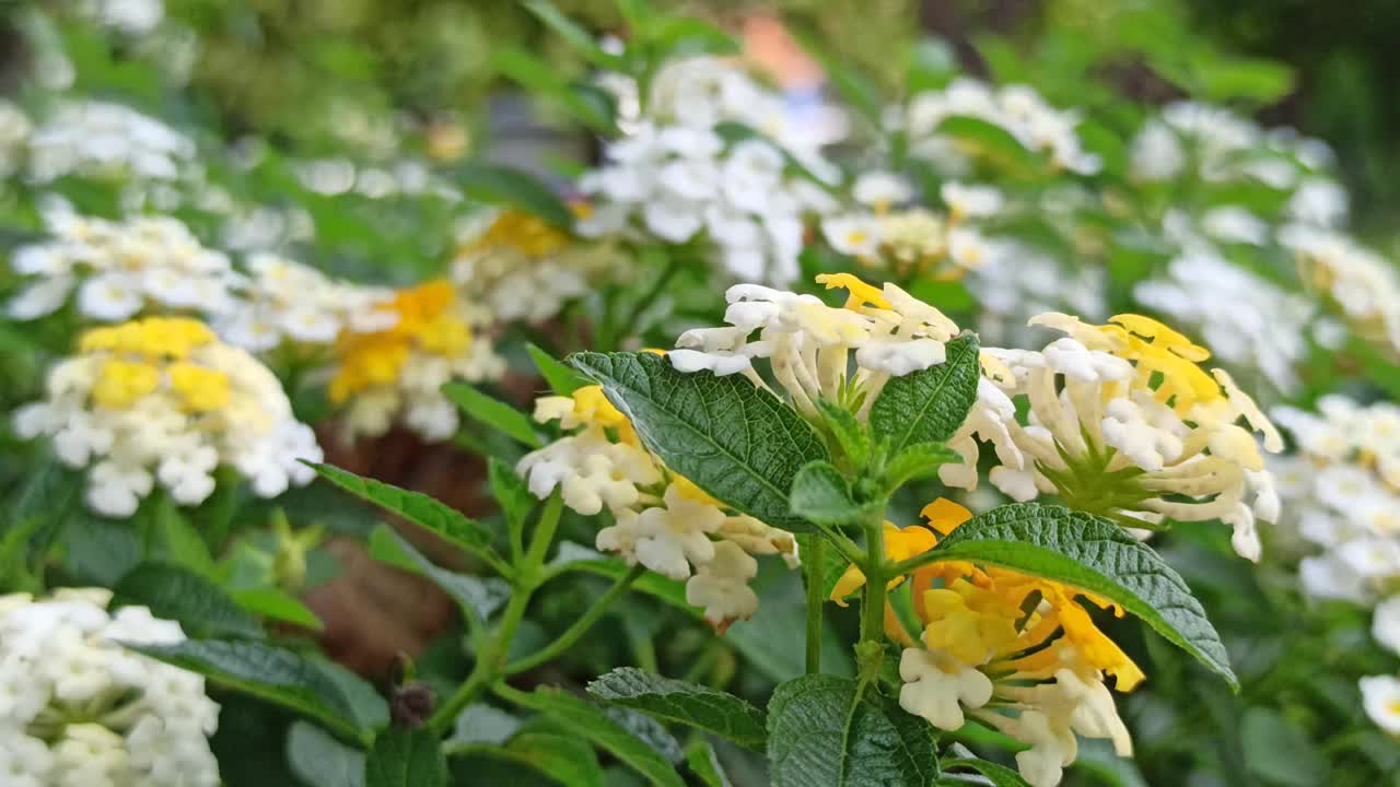 马樱丹属卡马拉视频素材