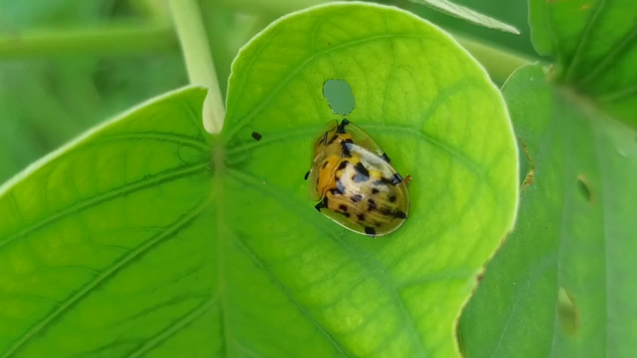 绿叶上的乌龟甲虫视频素材