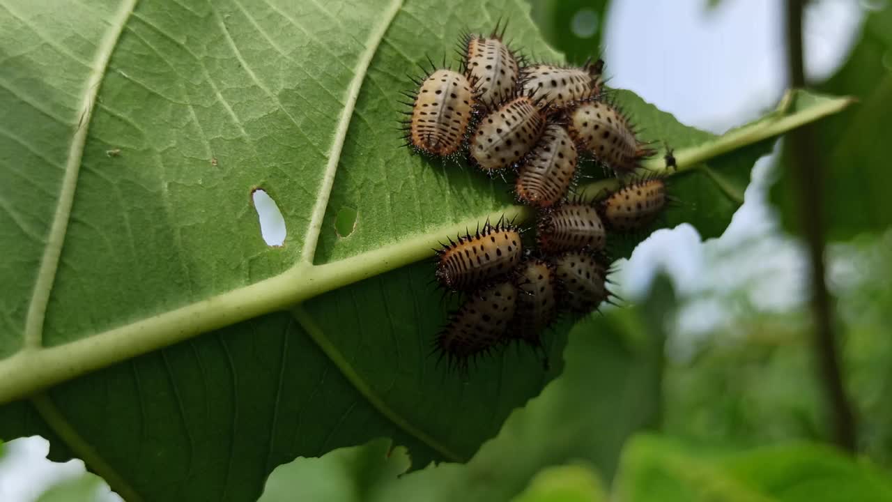 龟甲虫视频素材