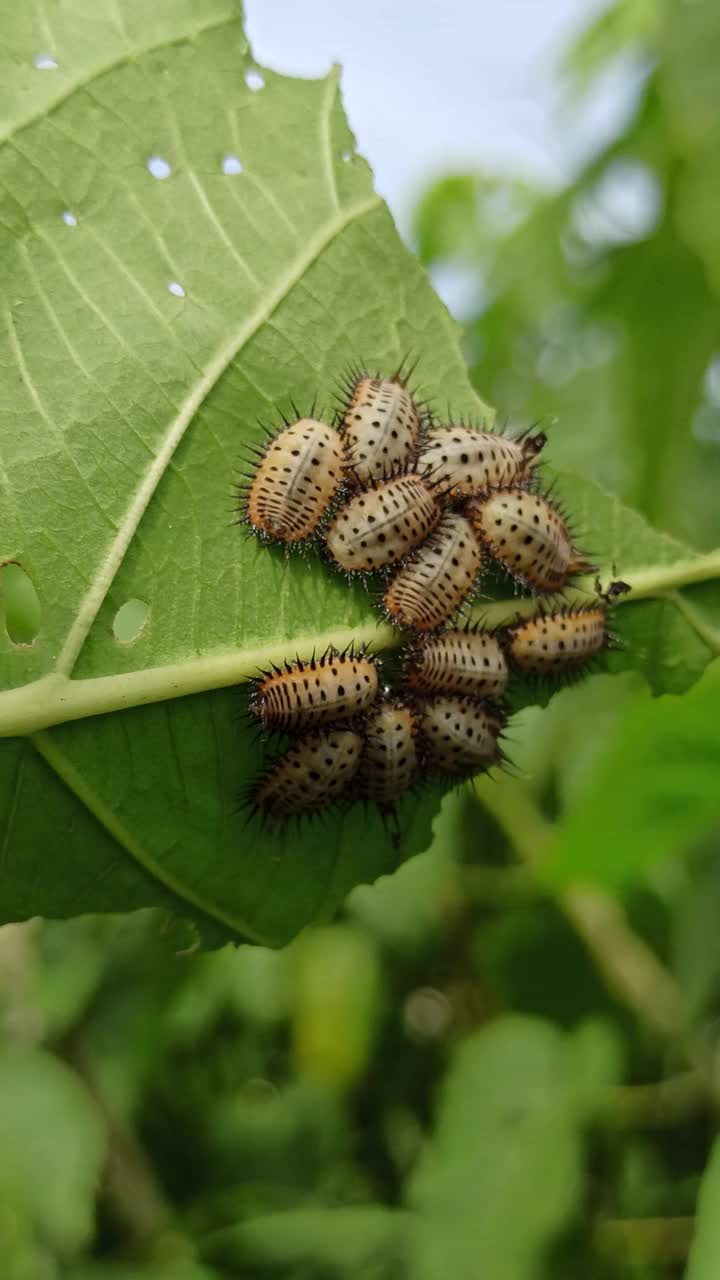 龟甲虫视频素材