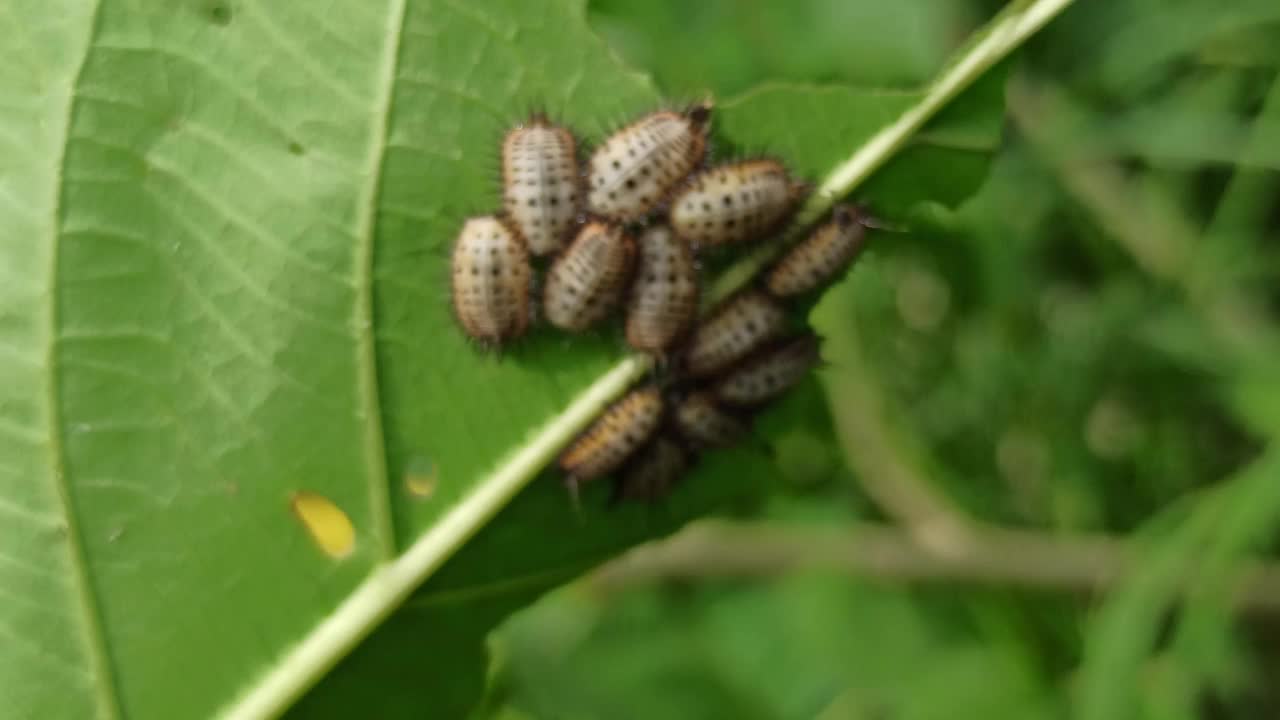 龟甲虫视频素材