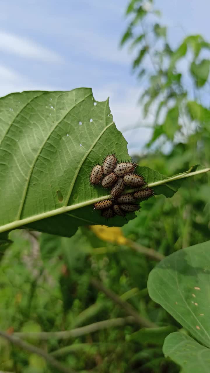 龟甲虫视频素材