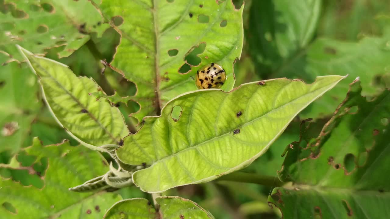 龟甲虫视频素材