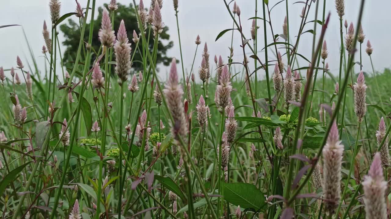 celosia花视频素材