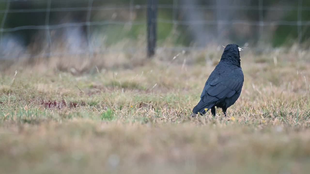 澳洲鸦(Corvus coronoides)视频素材