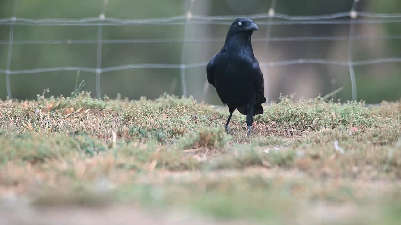 澳洲鸦(Corvus coronoides)视频素材