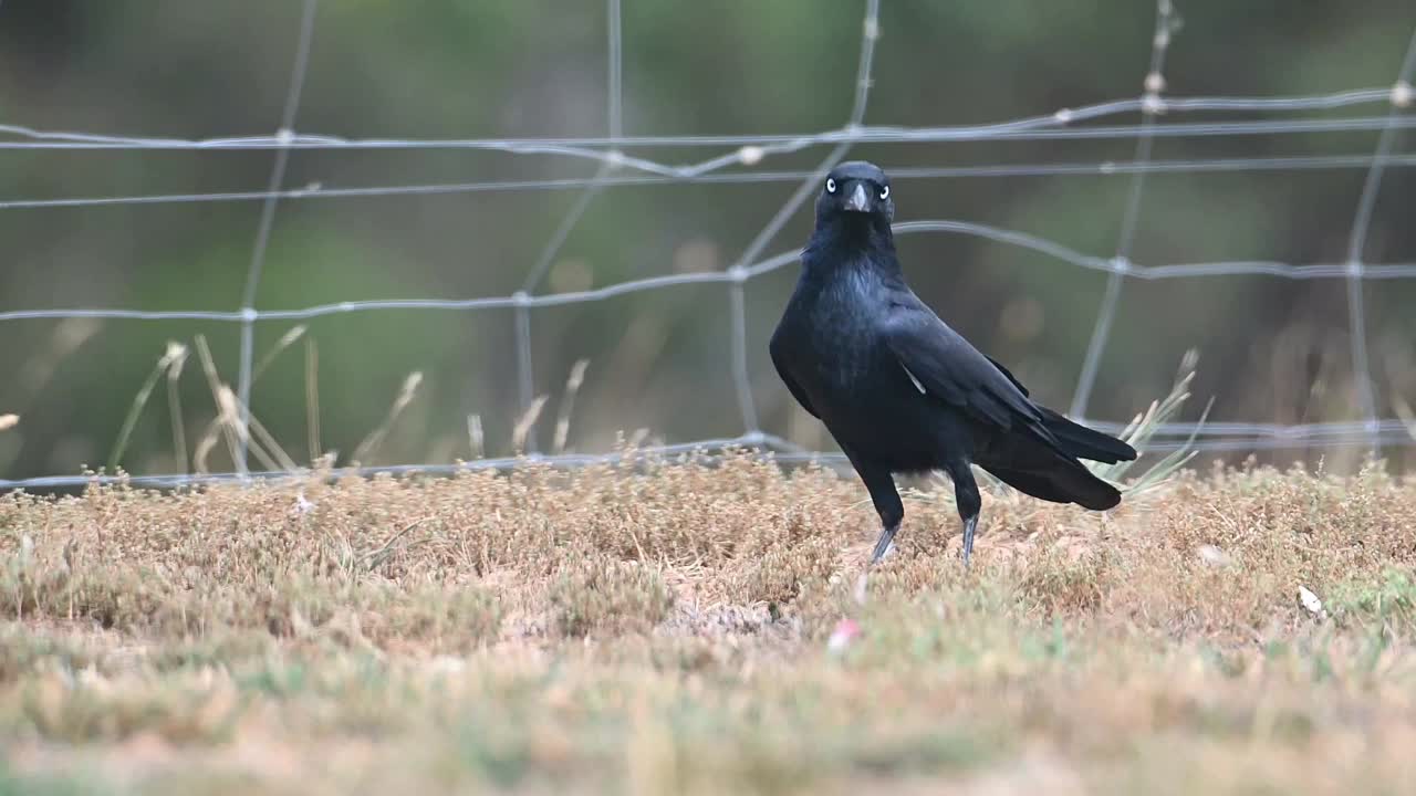 澳洲鸦(Corvus coronoides)视频素材