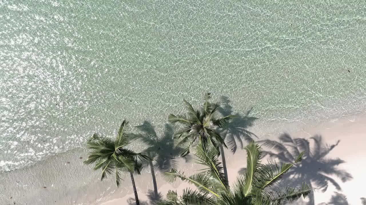 夏日棕榈树和热带海滩，蓝色的海滨背景视频素材