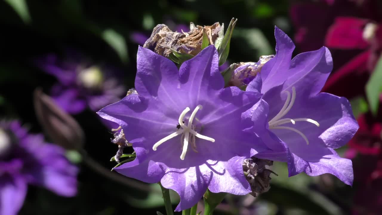 花园里紫色美丽的花视频素材