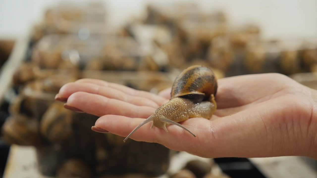 一个女人在手掌上捧着一只花园蜗牛，背景是农场的架子，蜗牛就是在那里繁殖的视频素材