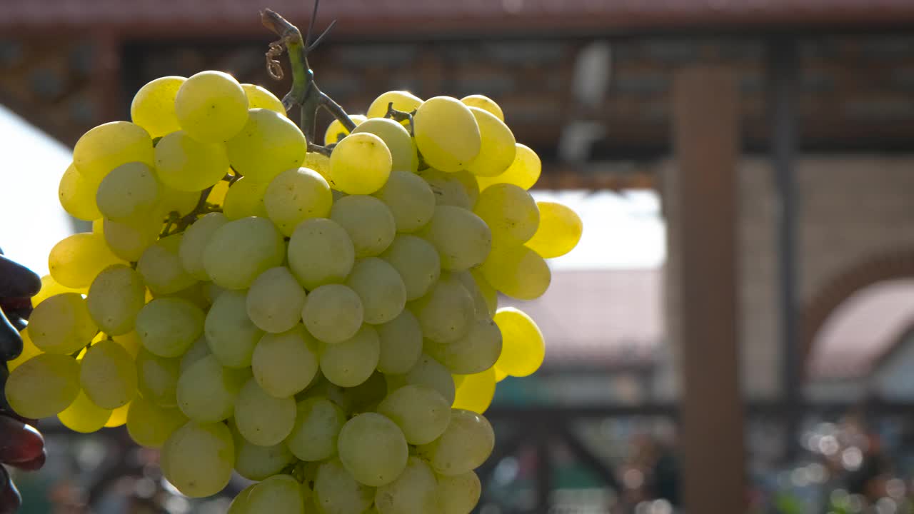 一串成熟的白葡萄在阳光下。视频下载
