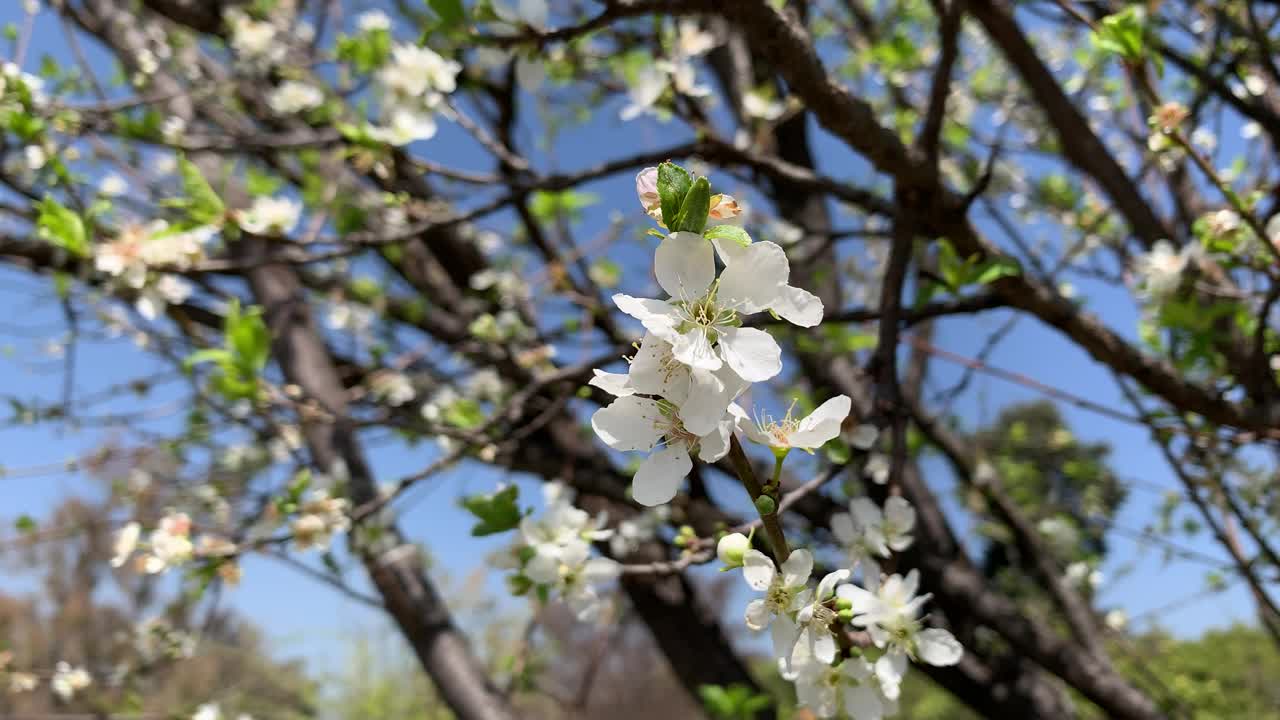 美丽的白色樱花枝在蓝天下的树上绽放，春天的日本樱花花瓣在树枝上的特写。视频素材