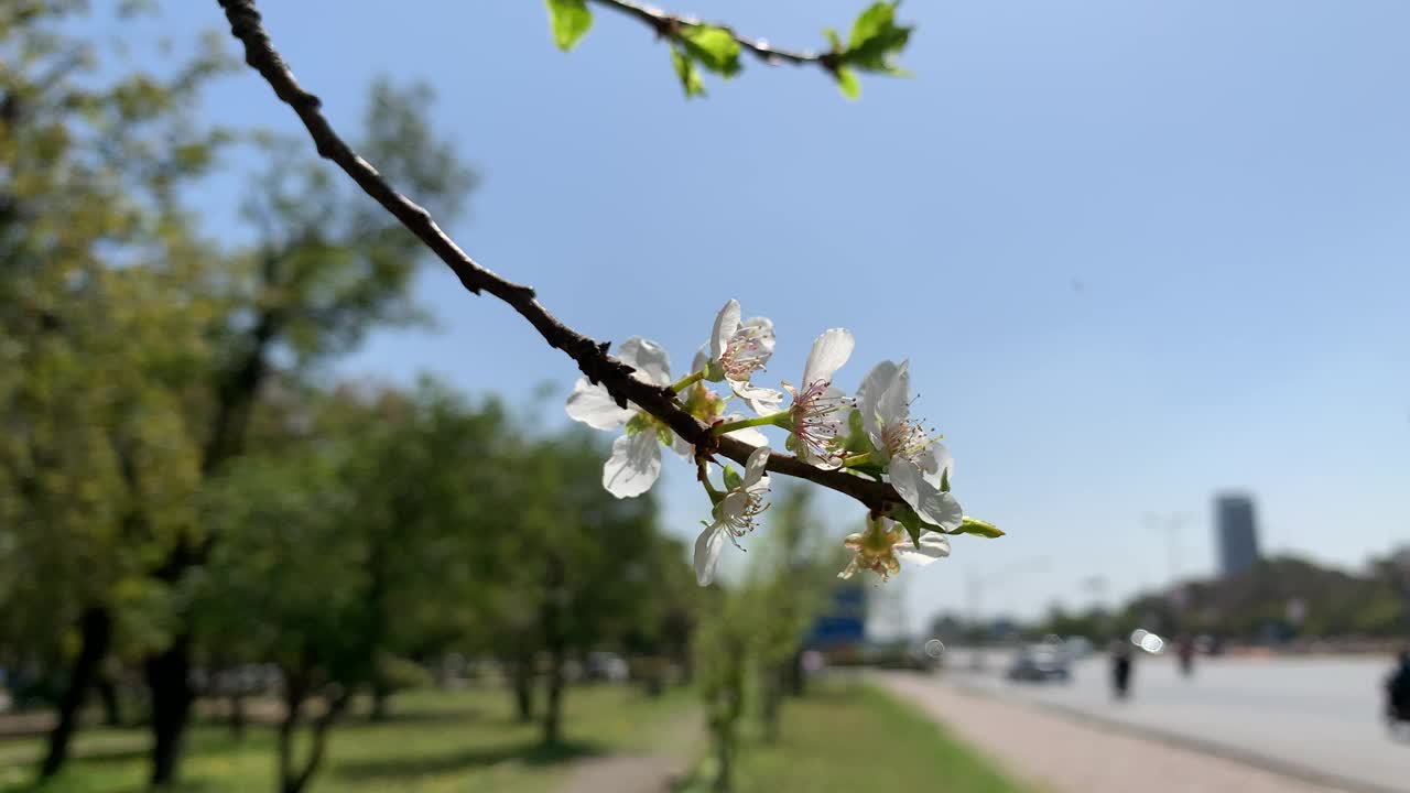 美丽的白色樱花枝在蓝天下的树上绽放，春天的日本樱花花瓣在树枝上的特写。视频素材