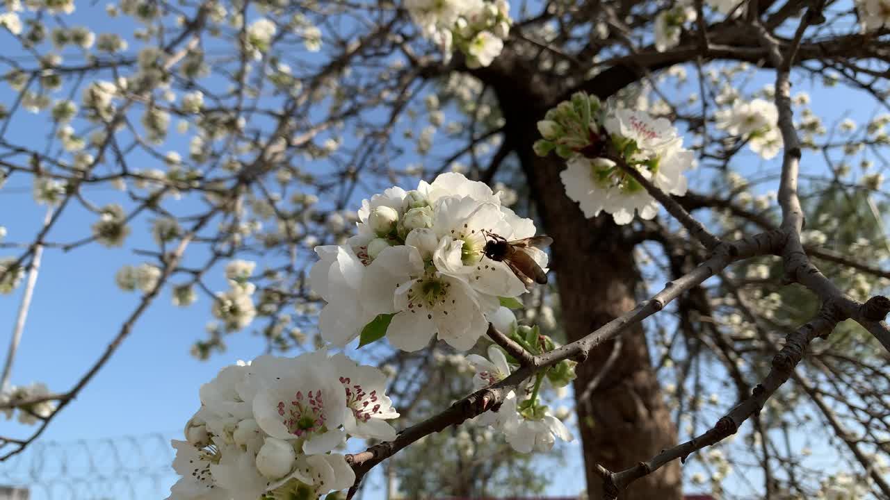 美丽的白色樱花枝在蓝天下的树上绽放，春天的日本樱花花瓣在树枝上的特写。视频素材