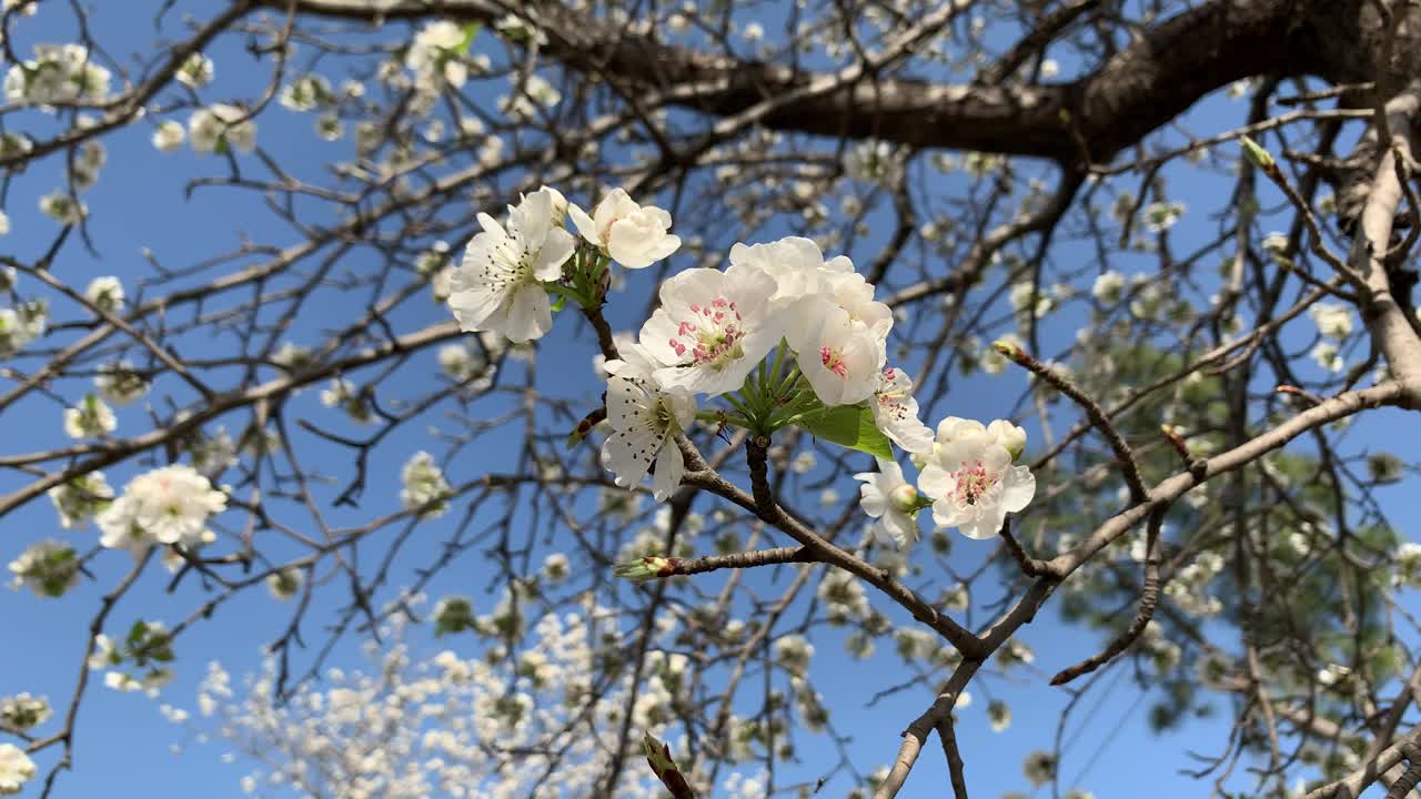 美丽的白色樱花枝在蓝天下的树上绽放，春天的日本樱花花瓣在树枝上的特写。视频素材