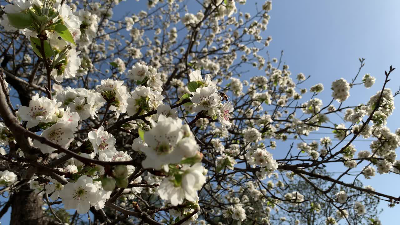 美丽的白色樱花枝在蓝天下的树上绽放，春天的日本樱花花瓣在树枝上的特写。视频素材