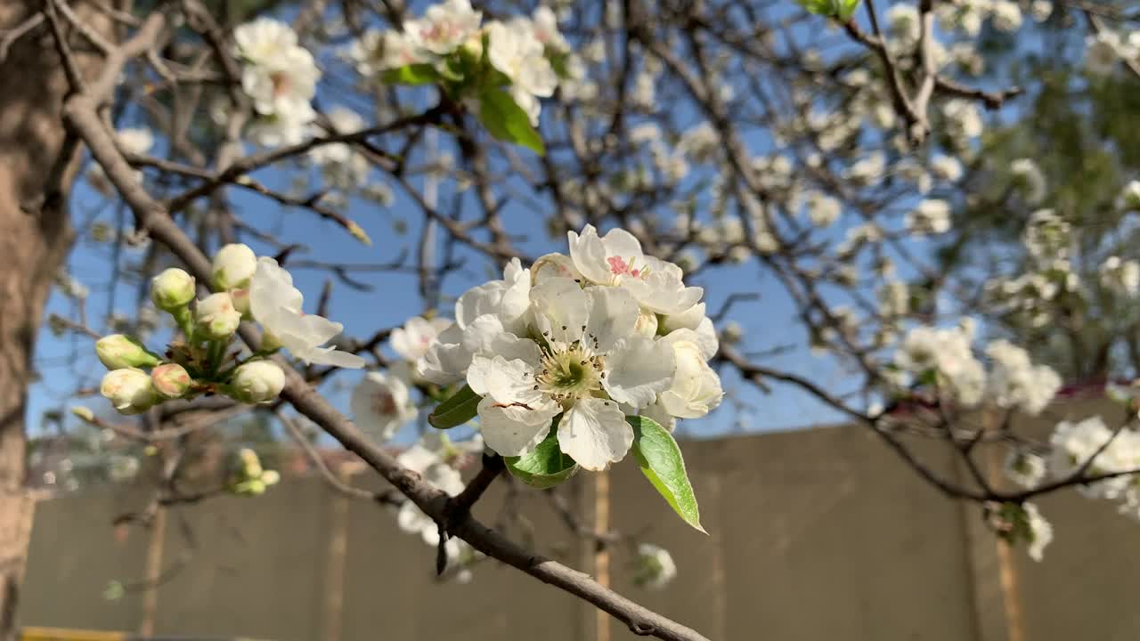 美丽的白色樱花枝在蓝天下的树上绽放，春天的日本樱花花瓣在树枝上的特写。视频素材