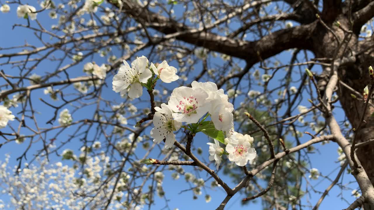 美丽的白色樱花枝在蓝天下的树上绽放，春天的日本樱花花瓣在树枝上的特写。视频素材