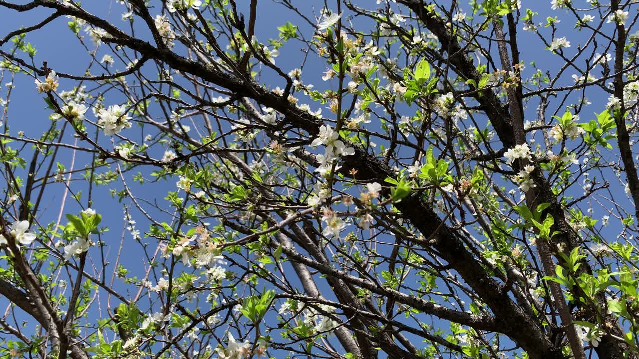 美丽的白色樱花枝在蓝天下的树上绽放，春天的日本樱花花瓣在树枝上的特写。视频素材