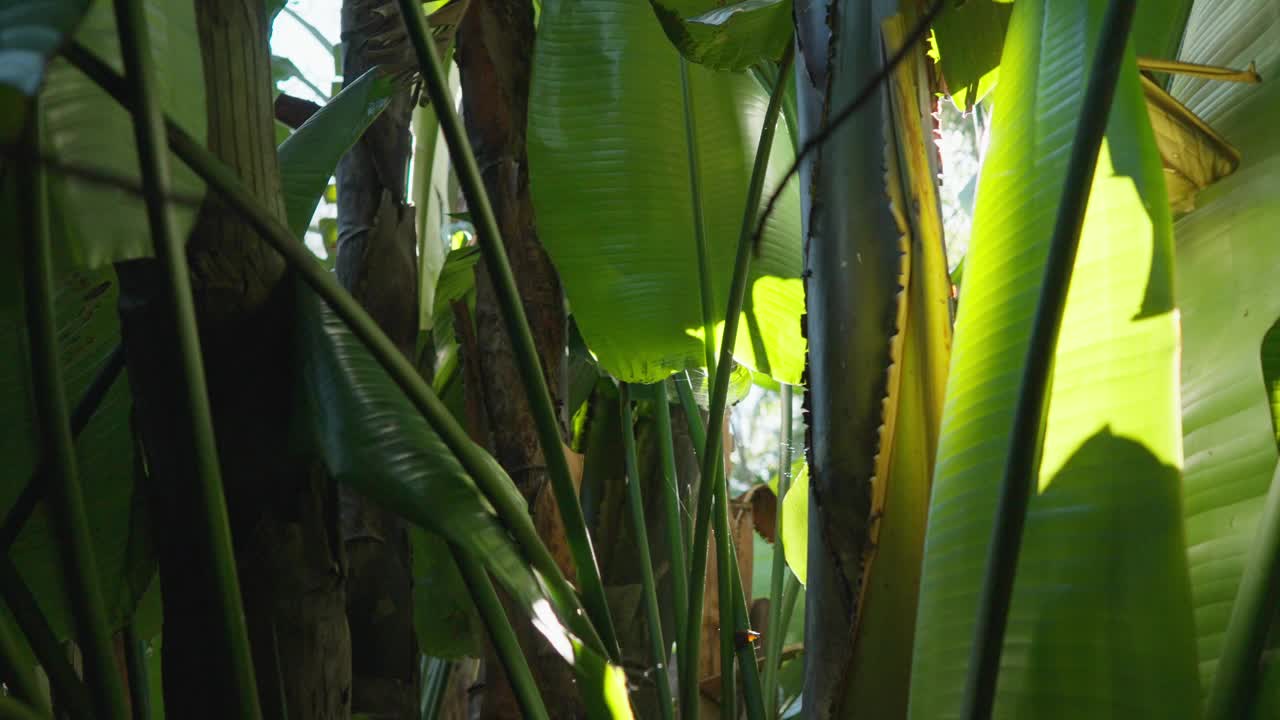 阳光芭蕉叶:植物园耀斑视频素材