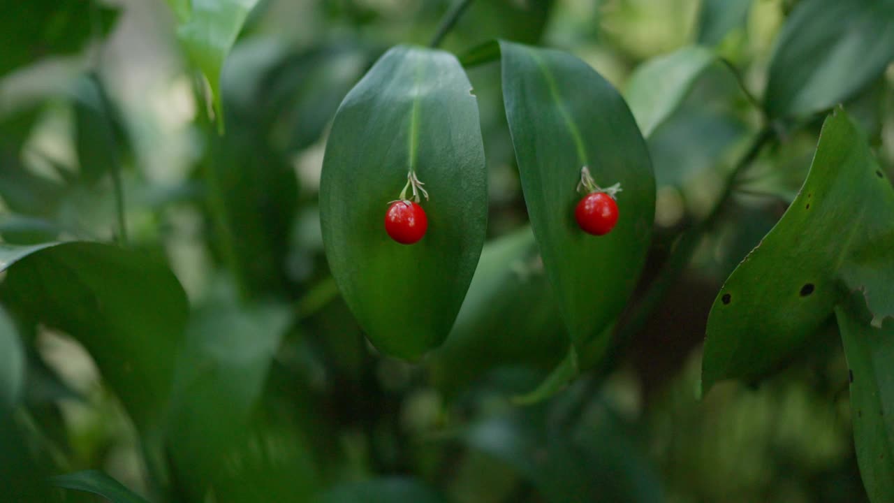 植物园的喜悦:可爱的绿叶与红色的果实视频素材