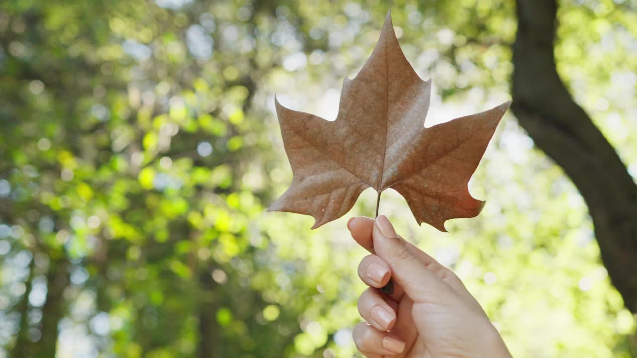 拿着棕色叶子的女人:阳光下的植物园视频素材