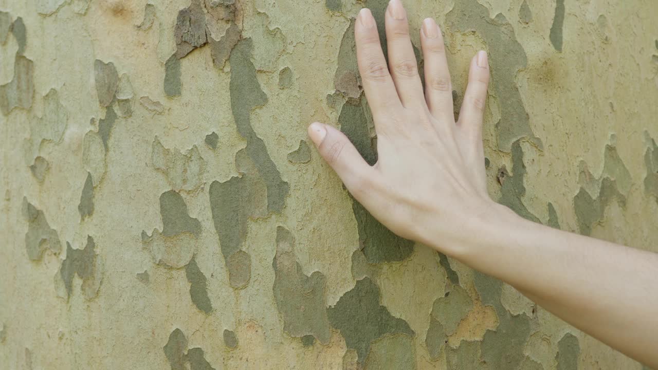 触摸桉树的女人:植物园的纹理视频素材