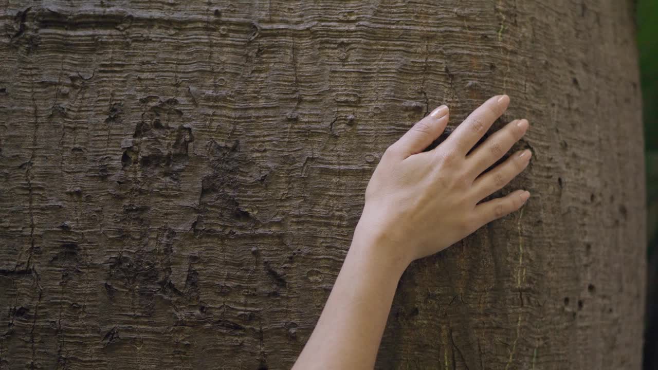 猴面包树的纹理:植物园中女人的温柔抚摸视频素材