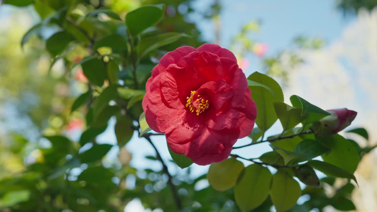 丰富的红色花朵特写:植物园美景视频素材