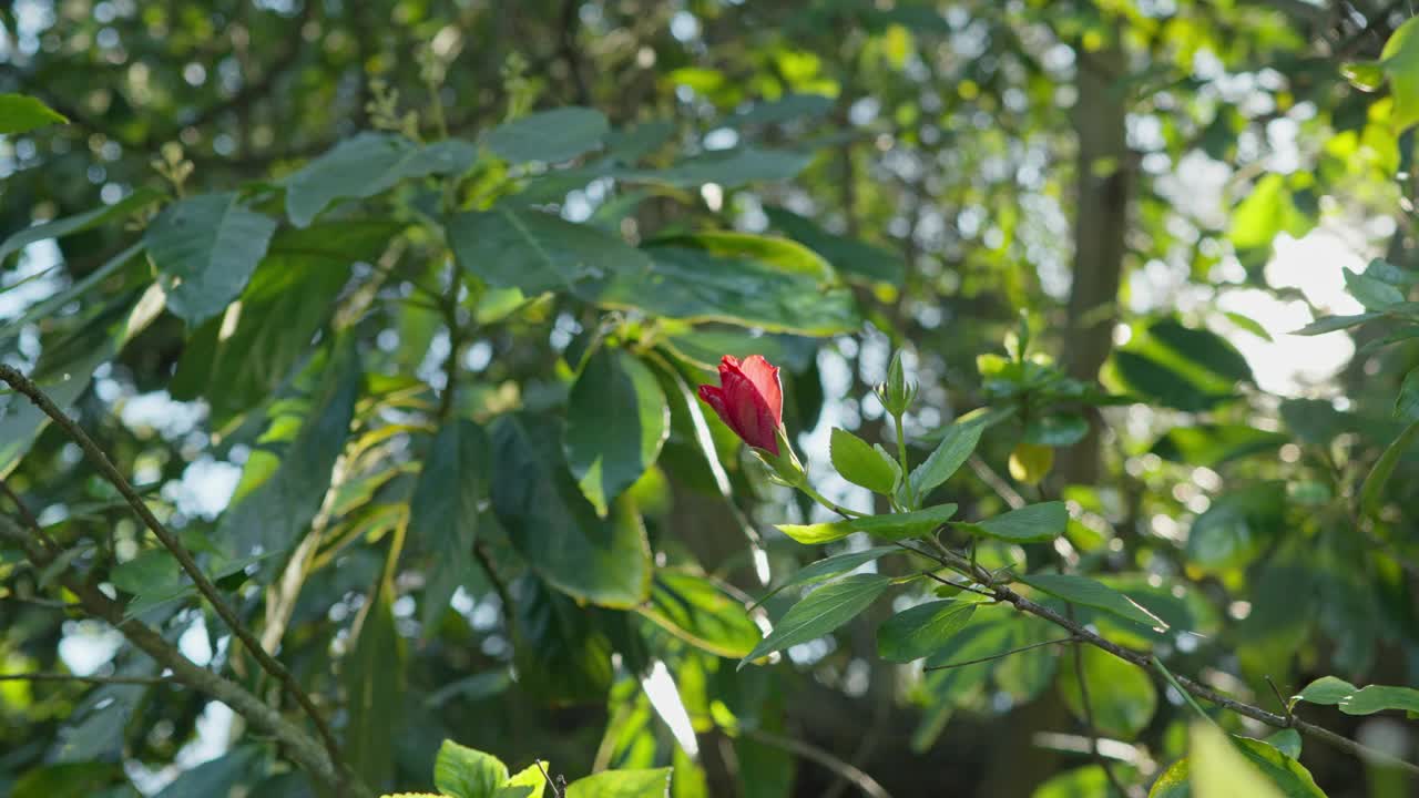 绿叶中的红花:宁静植物园视频素材