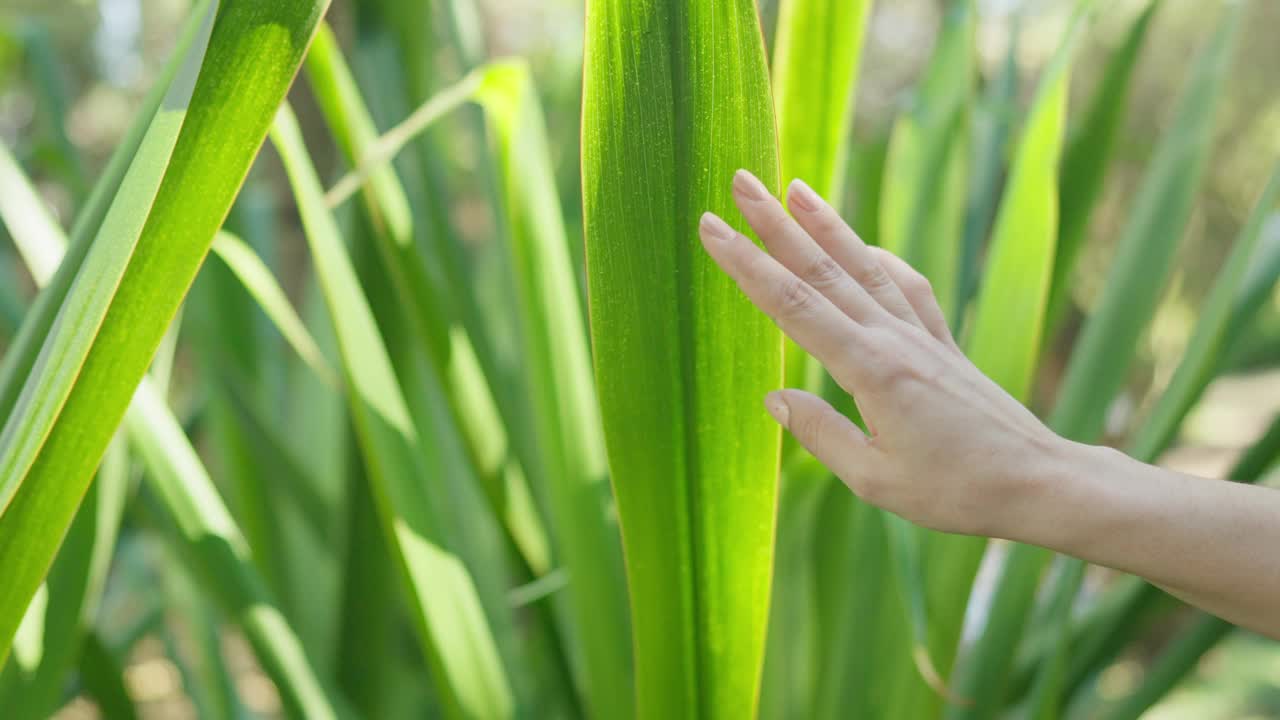 女孩的触摸:植物园中的长叶植物视频素材