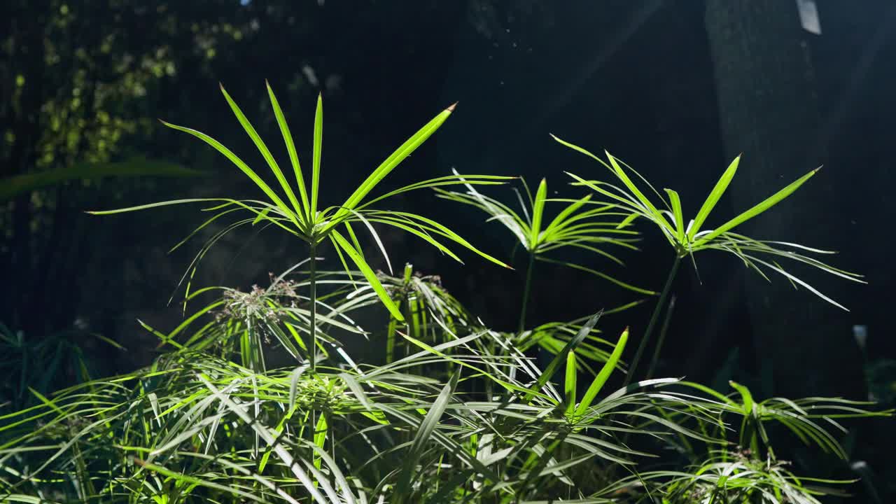 黑暗与绿色:植物园中的植物叶子视频素材