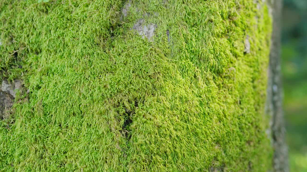 丰富的绿色苔藓特写:植物园树干视频素材