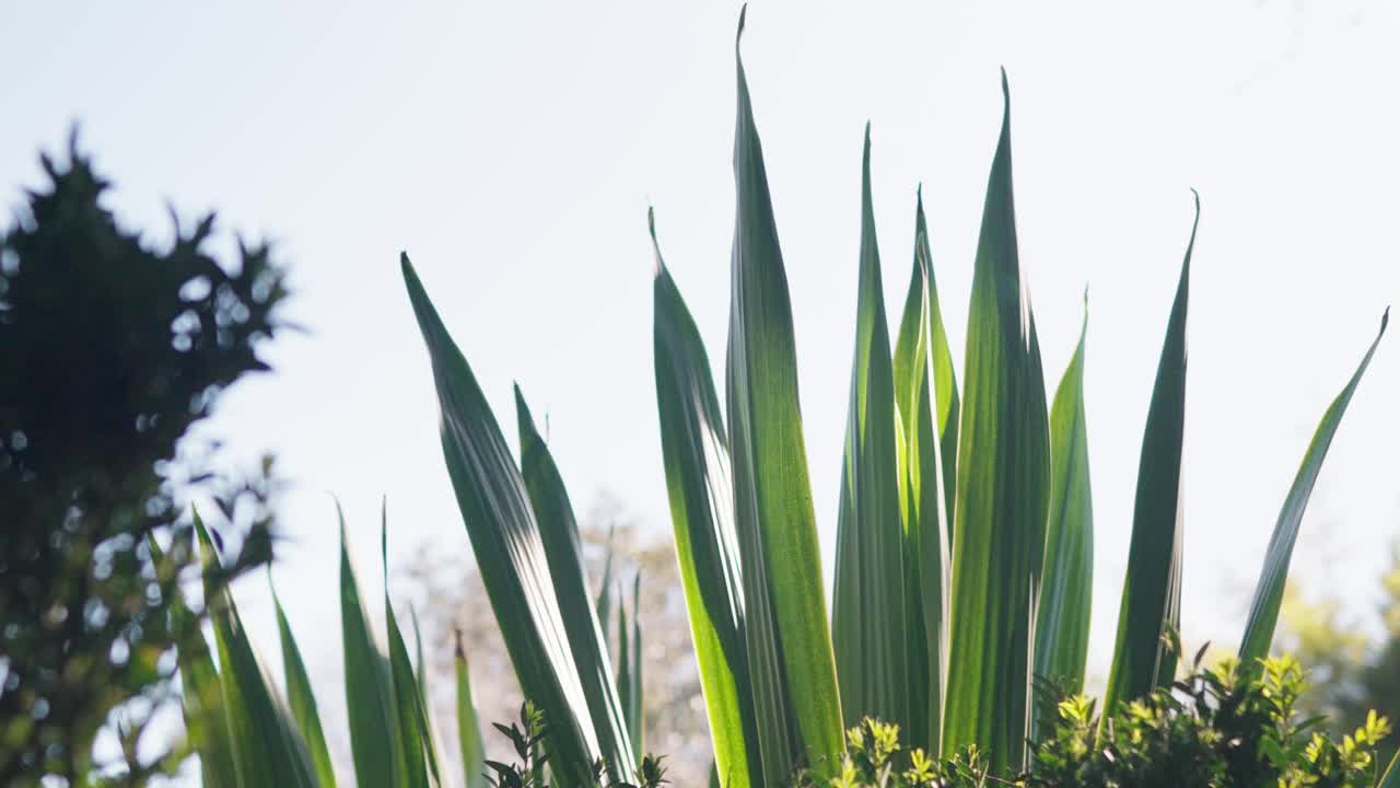 植物园绿色植物:长叶特写视频素材