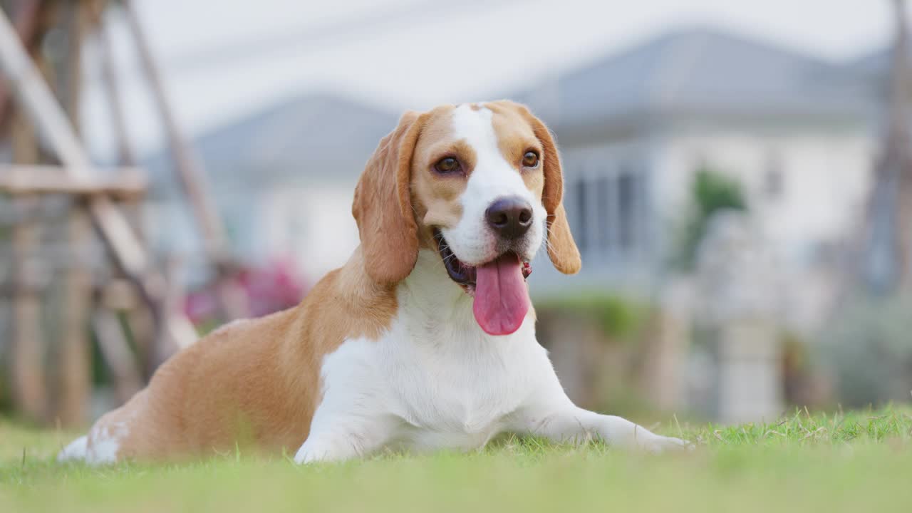 可爱的小狗比格犬画像在一个晚上的花园。萌宠概念视频素材