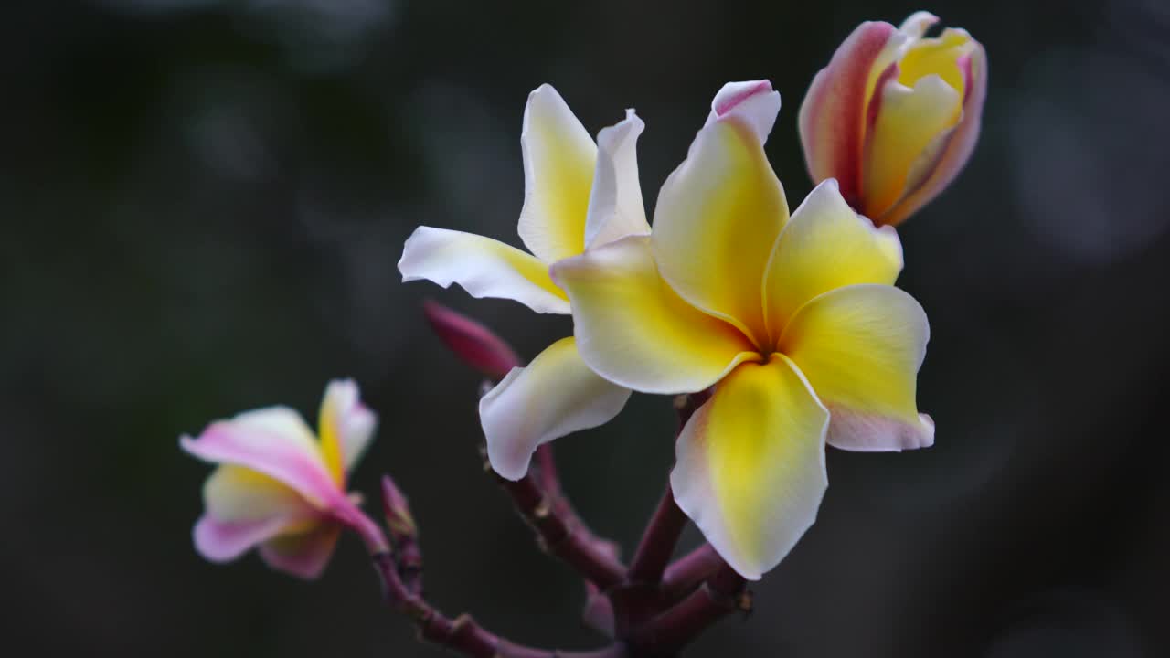 鸡蛋花花视频下载